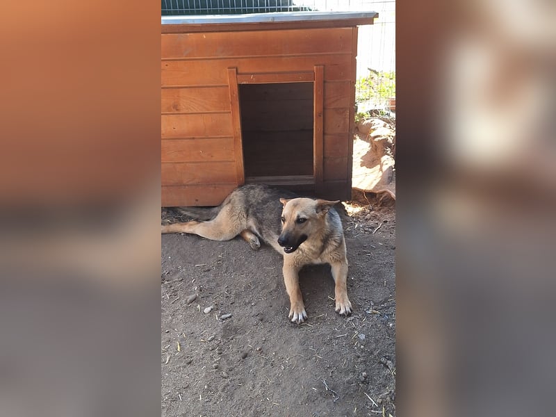 JINNY, Hündin, 1 Jahr, 41 cm, Mischling, Tierschutz