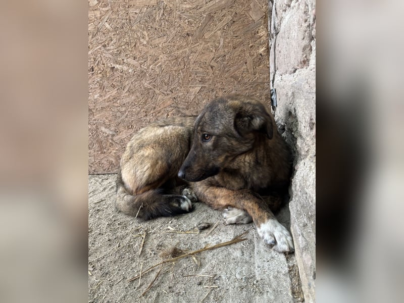 AVA, Hündin, 1,5 Jahre, 52 cm, Mischling, Tierschutz