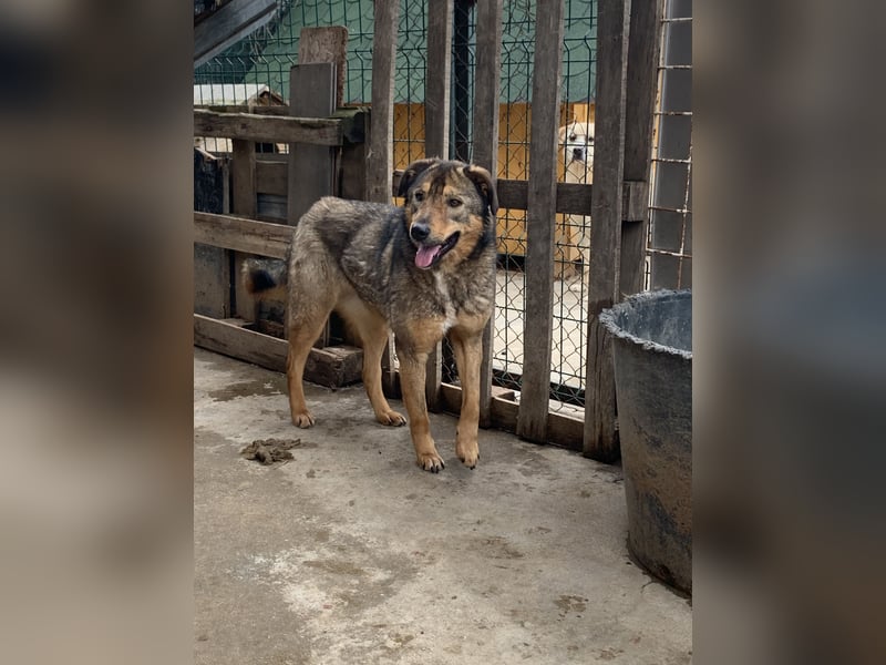 SALIA, Hündin, 7 Jahre, 51 cm, Mischling, Tierschutz