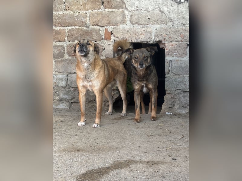 FIONA, Hündin, 3,5 Jahre, 44 cm, Mischling, Tierschutz