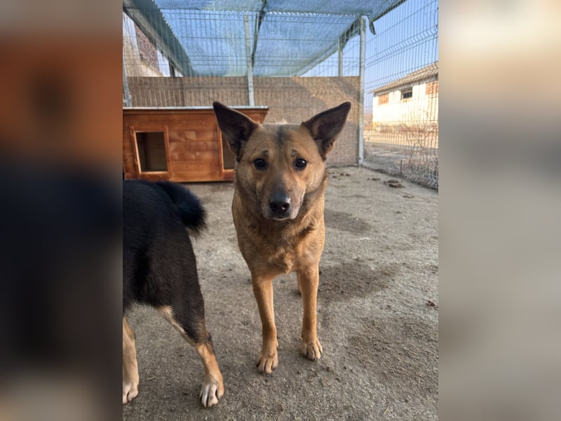 FARINA, Hündin, 3,5 Jahre, 47 cm, Mischling, Tierschutz