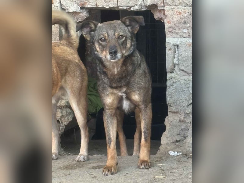 FIONA, Hündin, 3,5 Jahre, 44 cm, Mischling, Tierschutz