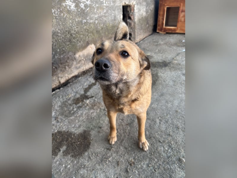FARINA, Hündin, 3,5 Jahre, 47 cm, Mischling, Tierschutz