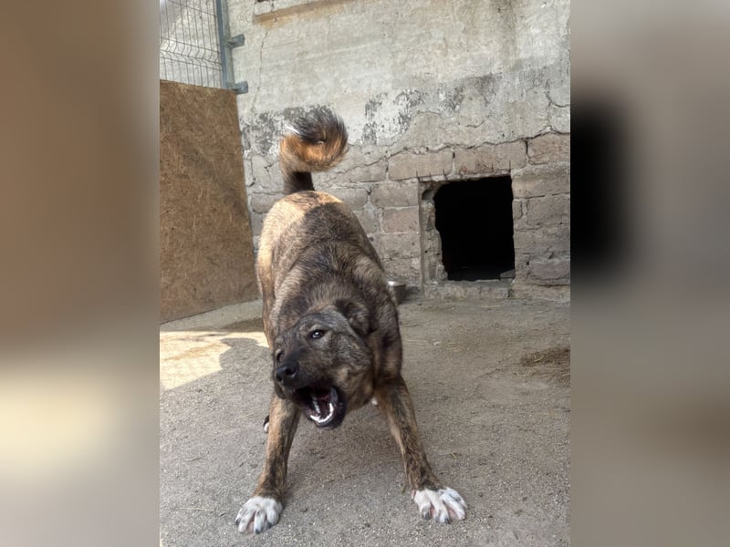 AVA, Hündin, 1,5 Jahre, 52 cm, Mischling, Tierschutz