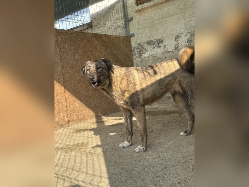 AVA, Hündin, 1,5 Jahre, 52 cm, Mischling, Tierschutz