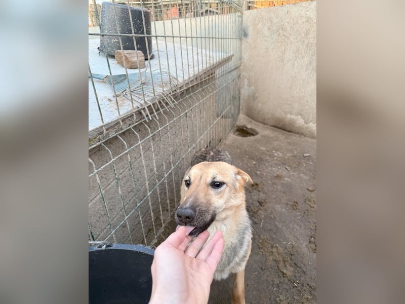 JINNY, Hündin, 1 Jahr, 41 cm, Mischling, Tierschutz