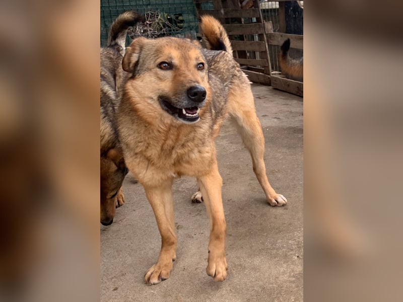SINA, Hündin, 7 Jahre, 53 cm, Mischling, Tierschutz