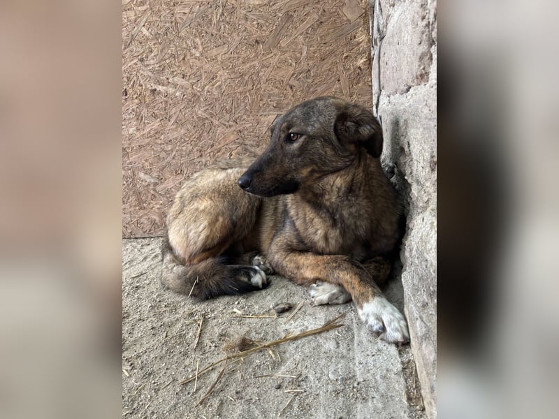 AVA, Hündin, 1,5 Jahre, 52 cm, Mischling, Tierschutz
