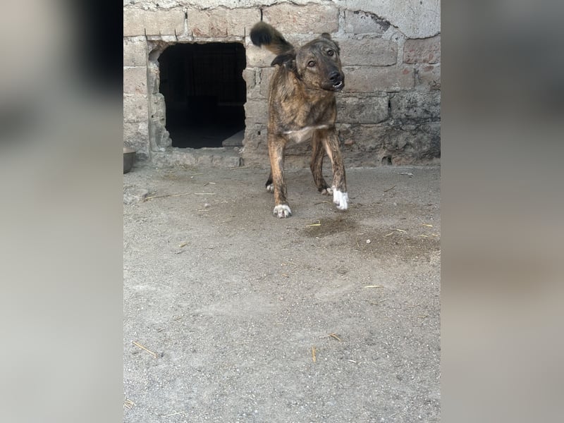 AVA, Hündin, 1,5 Jahre, 52 cm, Mischling, Tierschutz