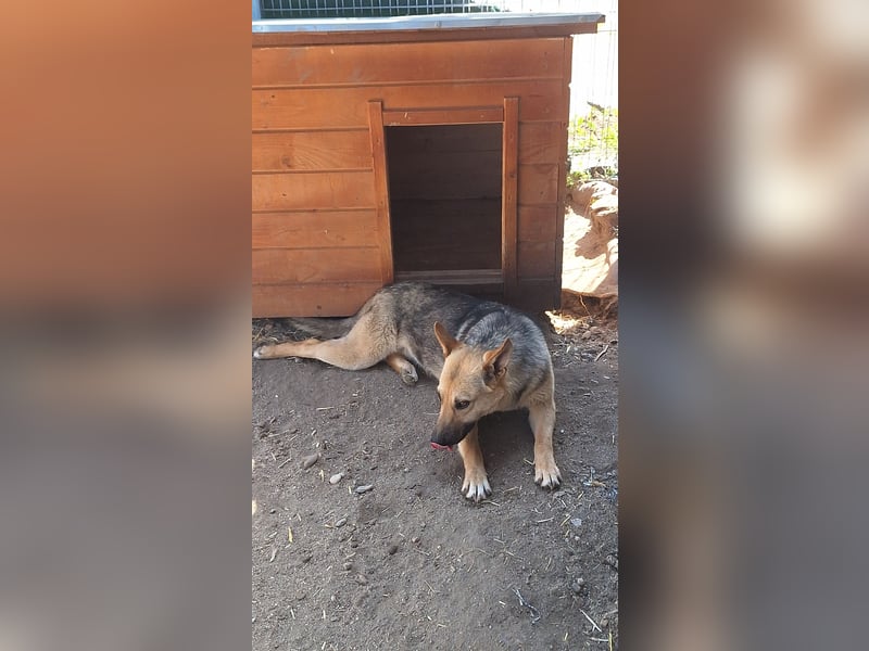 JINNY, Hündin, 1 Jahr, 41 cm, Mischling, Tierschutz