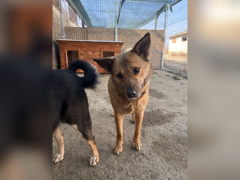 FARINA, Hündin, 3,5 Jahre, 47 cm, Mischling, Tierschutz