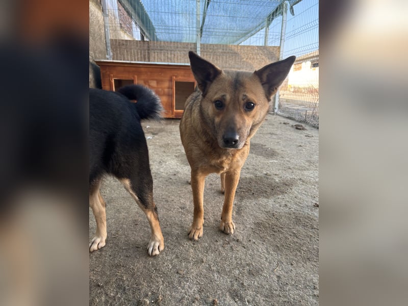 FARINA, Hündin, 3,5 Jahre, 47 cm, Mischling, Tierschutz