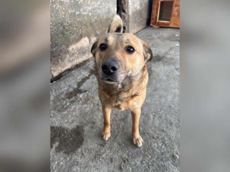 FARINA, Hündin, 3,5 Jahre, 47 cm, Mischling, Tierschutz