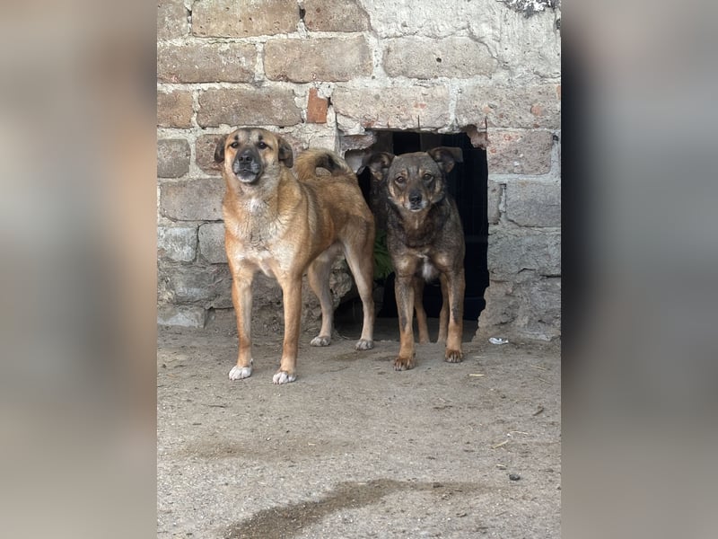 FIONA, Hündin, 3,5 Jahre, 44 cm, Mischling, Tierschutz