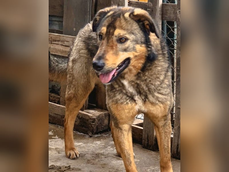 SALIA, Hündin, 7 Jahre, 51 cm, Mischling, Tierschutz