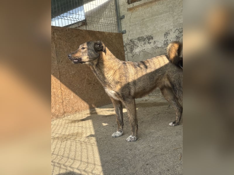 AVA, Hündin, 1,5 Jahre, 52 cm, Mischling, Tierschutz