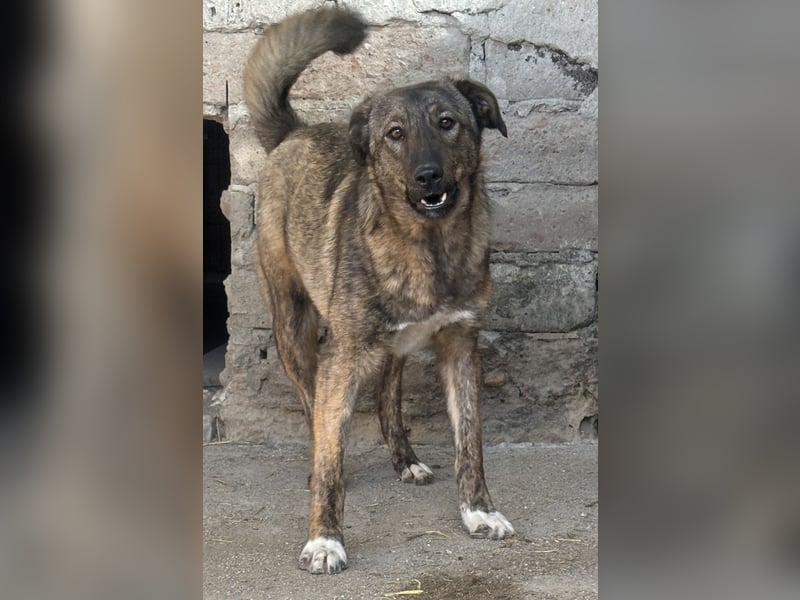 AVA, Hündin, 1,5 Jahre, 52 cm, Mischling, Tierschutz