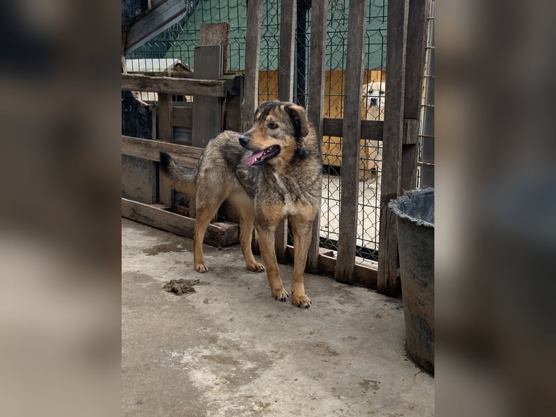 SALIA, Hündin, 7 Jahre, 51 cm, Mischling, Tierschutz