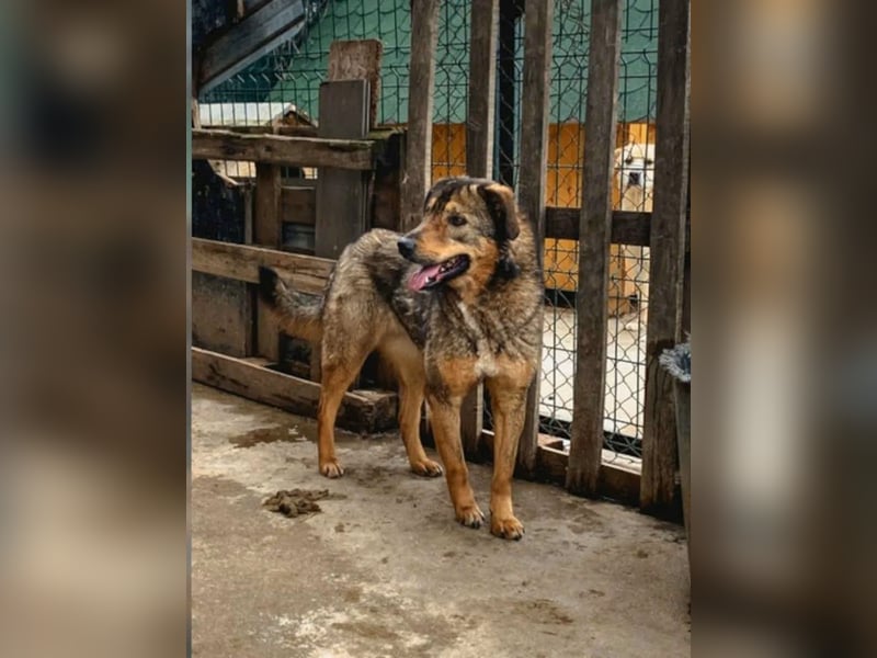 SALIA, Hündin, 7 Jahre, 51 cm, Mischling, Tierschutz