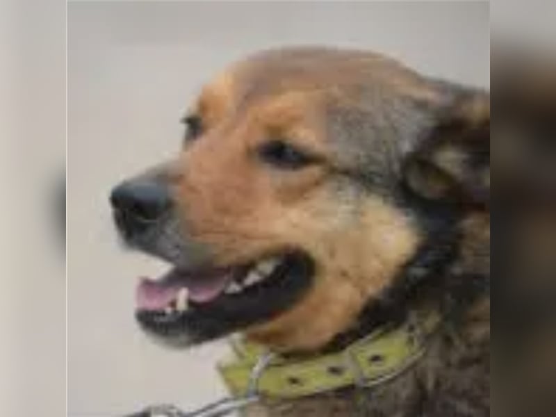 Rita (II)  - Sehr liebe, kinderfreundliche Hündin, ca. 3-5 Jahre