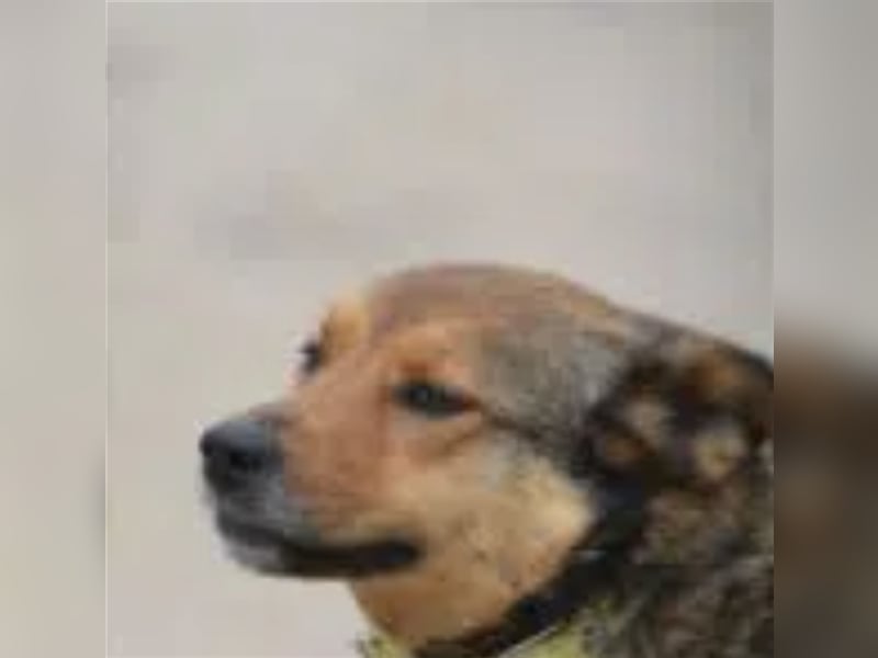Rita (II)  - Sehr liebe, kinderfreundliche Hündin, ca. 3-5 Jahre