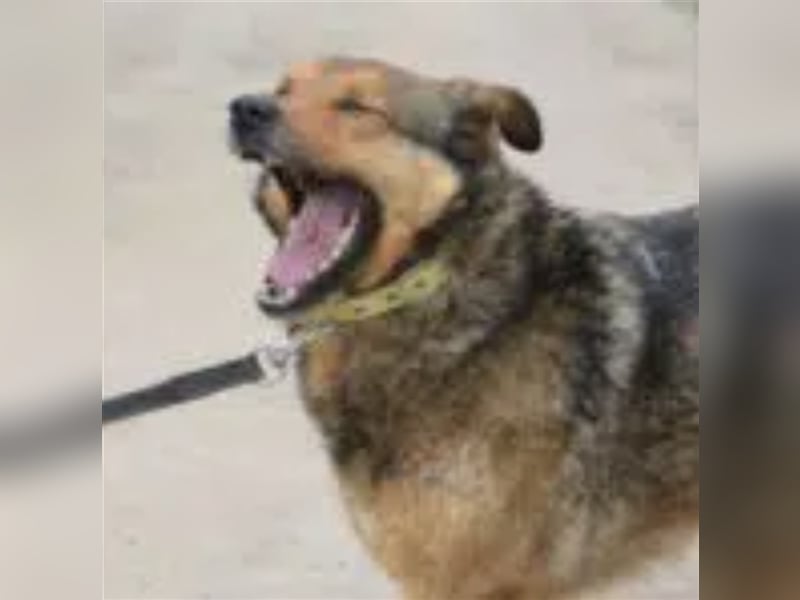 Rita (II)  - Sehr liebe, kinderfreundliche Hündin, ca. 3-5 Jahre