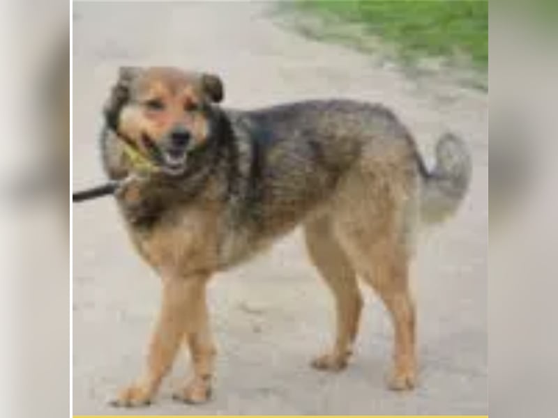 Rita (II)  - Sehr liebe, kinderfreundliche Hündin, ca. 3-5 Jahre