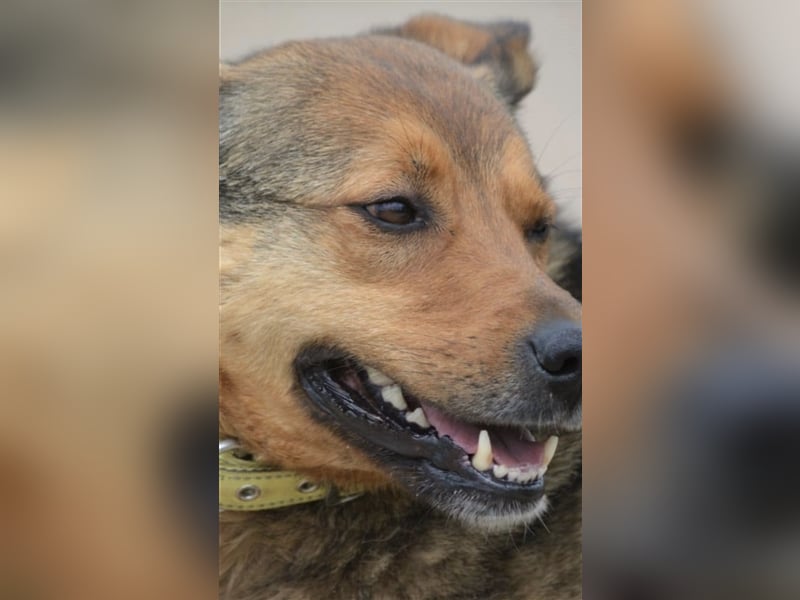 Rita (II)  - Sehr liebe, kinderfreundliche Hündin, ca. 3-5 Jahre