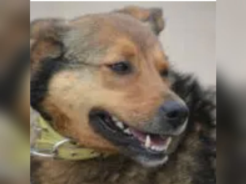 Rita (II)  - Sehr liebe, kinderfreundliche Hündin, ca. 3-5 Jahre
