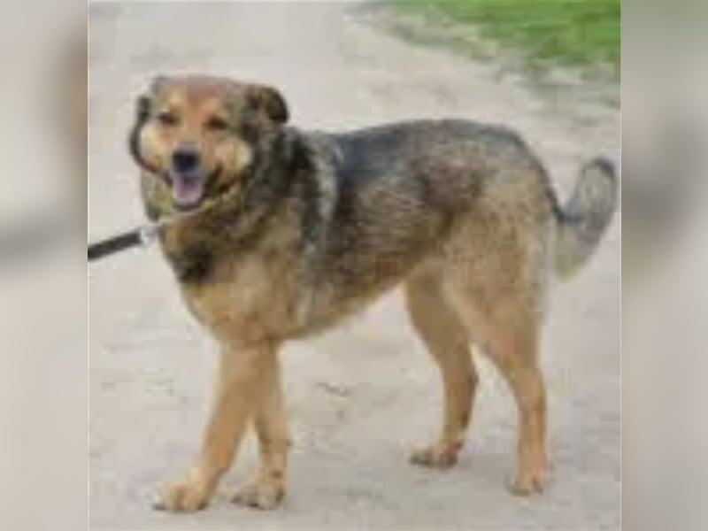 Rita (II)  - Sehr liebe, kinderfreundliche Hündin, ca. 3-5 Jahre