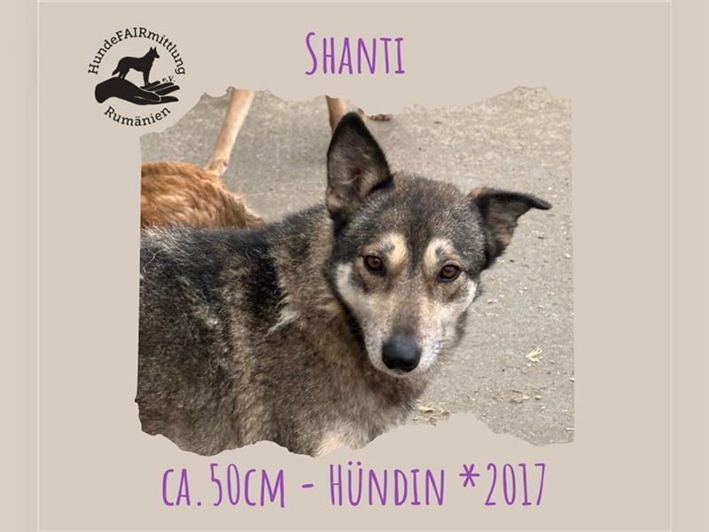 Shanti - liebevolle, ausgeglichene Hündin, ca.50cm, *2017, sucht eine herzliche Familie