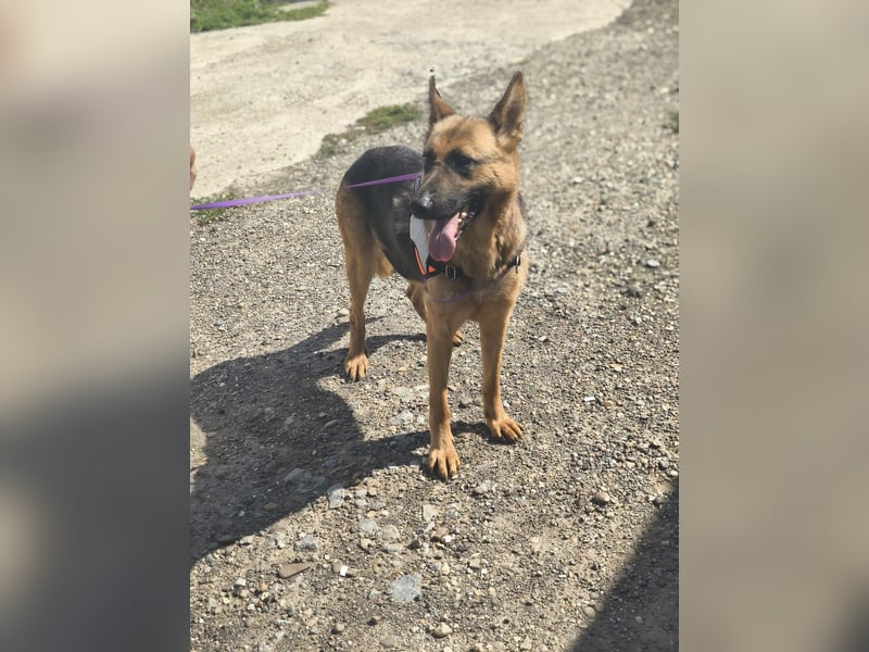Wundervolles Schäfi-Mix Mädchen *CINDY* sucht ihre Menschen
