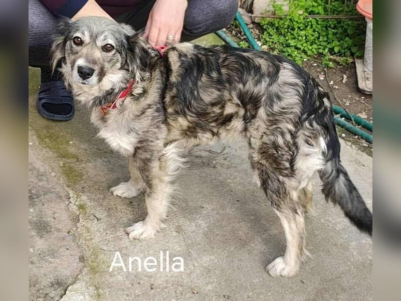 Anella – eine Zuckerpuppe durch und durch