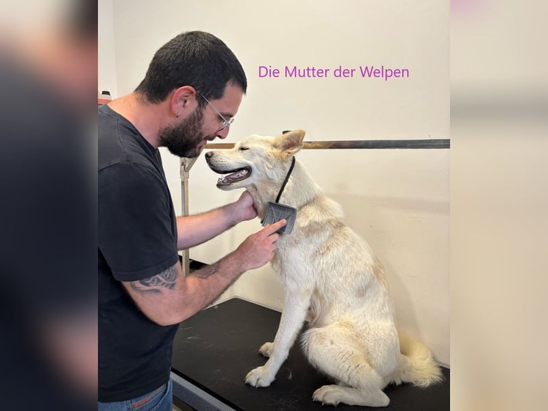 MILA hatte Glück im Unglück - jetzt fehlt ihr nur noch ein gutes Zuhause.