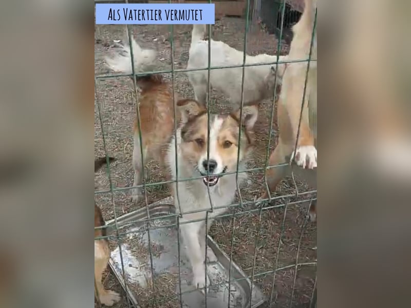 Neun kleine Tierschutzwelpen❤️in 22399 Hamburg suchen ihr Für-immer-Zuhause