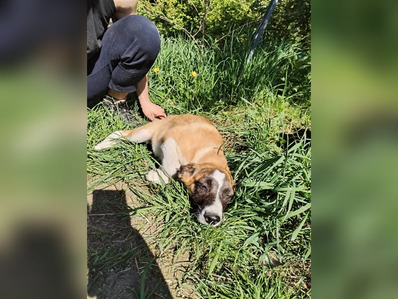 Wunderschöne Rania❤️sucht Zuhause bei liebevoller Familie