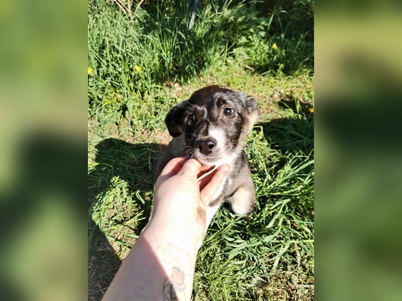 Sanftes und menschenbezogenes Zwerglein Resi❤️sucht Ihre Menschen