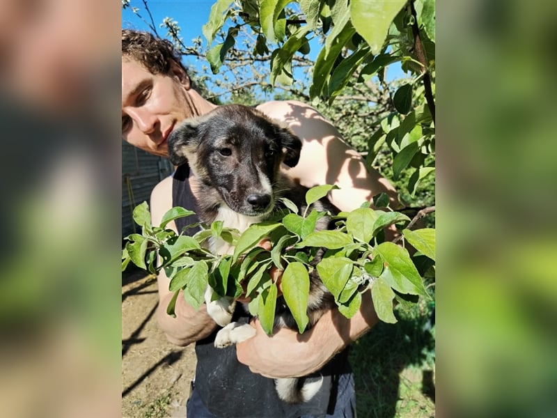Sanftes und menschenbezogenes Zwerglein Resi❤️sucht Ihre Menschen