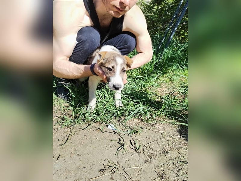 Vorsichtiges Welpenmädchen Raya❤️sucht verständnisvolle Familie