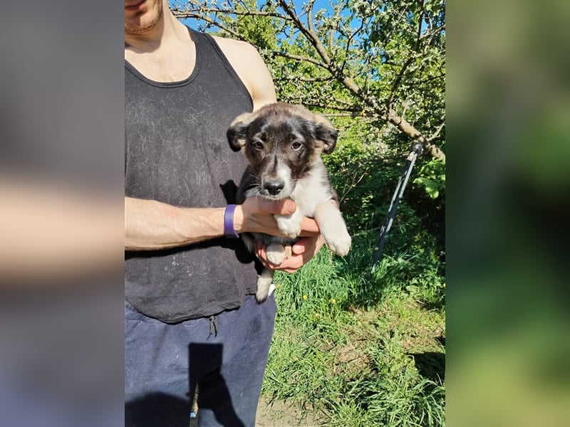 Sanftes und menschenbezogenes Zwerglein Resi❤️sucht Ihre Menschen