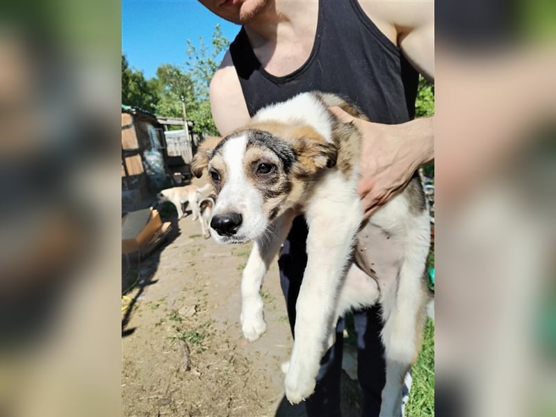 Schüchterne Runa❤️sucht liebe Menschen mit Geduld und Erfahrung mit zarten Hundeseelen