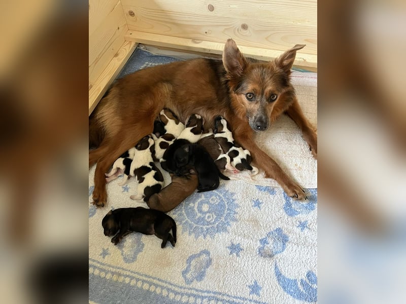 Neun kleine Tierschutzwelpen❤️in 22399 Hamburg suchen ihr Für-immer-Zuhause