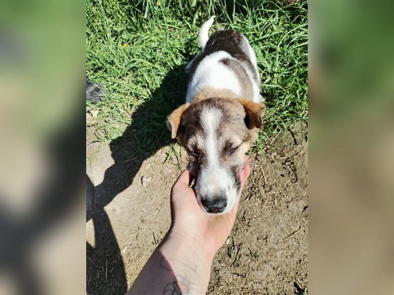 Vorsichtiges Welpenmädchen Raya❤️sucht verständnisvolle Familie