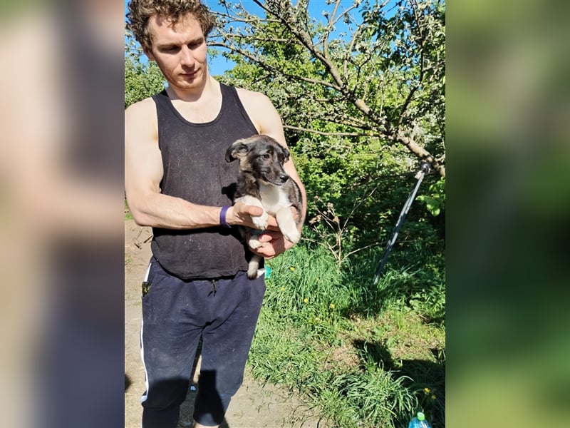 Sanftes und menschenbezogenes Zwerglein Resi❤️sucht Ihre Menschen