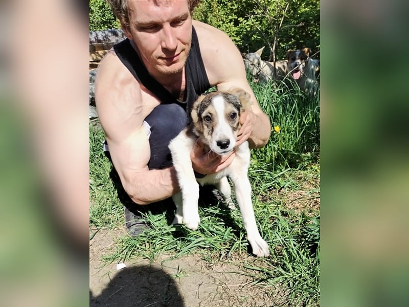 Schüchterne Runa❤️sucht liebe Menschen mit Geduld und Erfahrung mit zarten Hundeseelen
