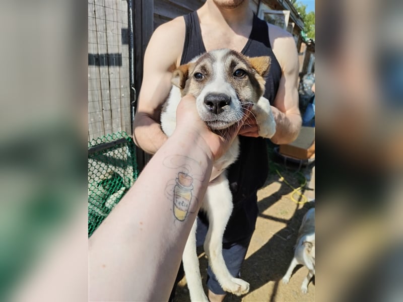 Vorsichtiges Welpenmädchen Raya❤️sucht verständnisvolle Familie