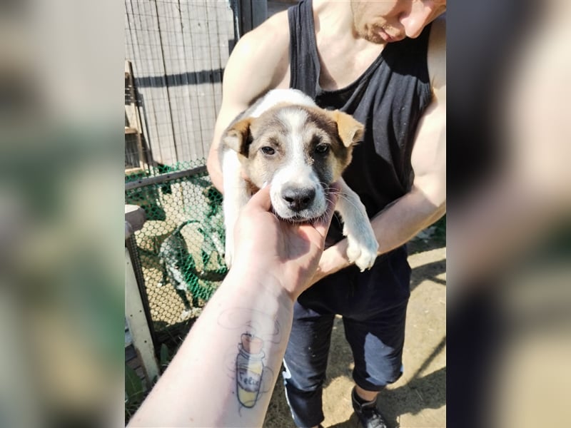 Vorsichtiges Welpenmädchen Raya❤️sucht verständnisvolle Familie