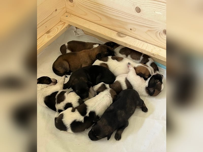 Neun kleine Tierschutzwelpen❤️in 22399 Hamburg suchen ihr Für-immer-Zuhause