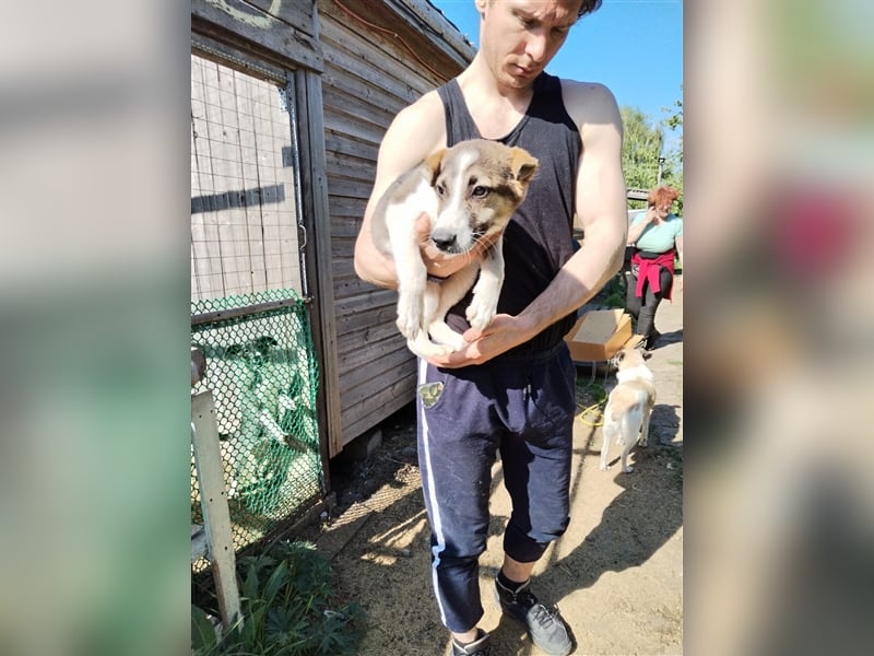 Vorsichtiges Welpenmädchen Raya❤️sucht verständnisvolle Familie