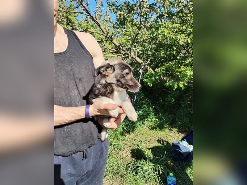 Sanftes und menschenbezogenes Zwerglein Resi❤️sucht Ihre Menschen